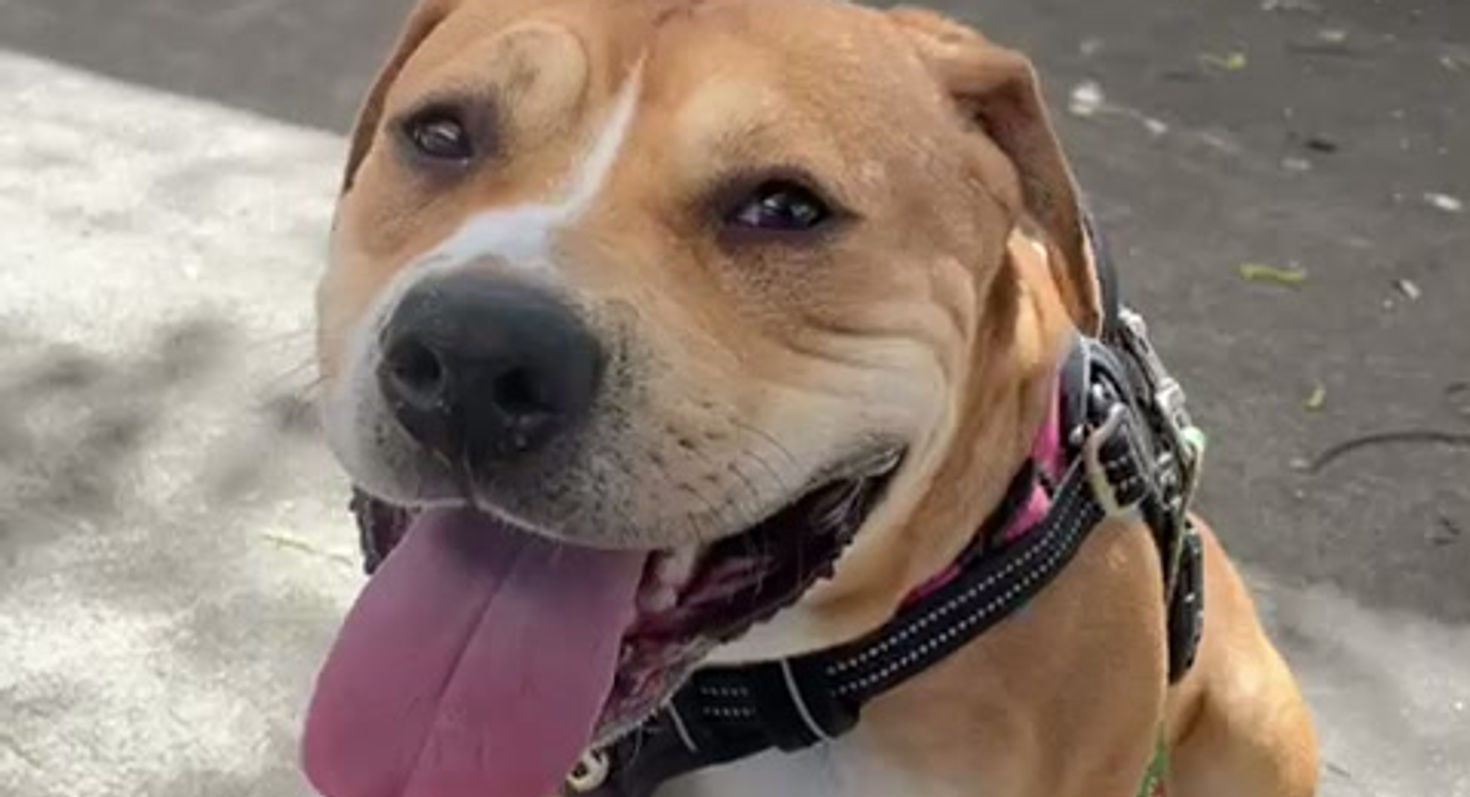 WhatsApp Video 2026-03-31 at 08.42.54